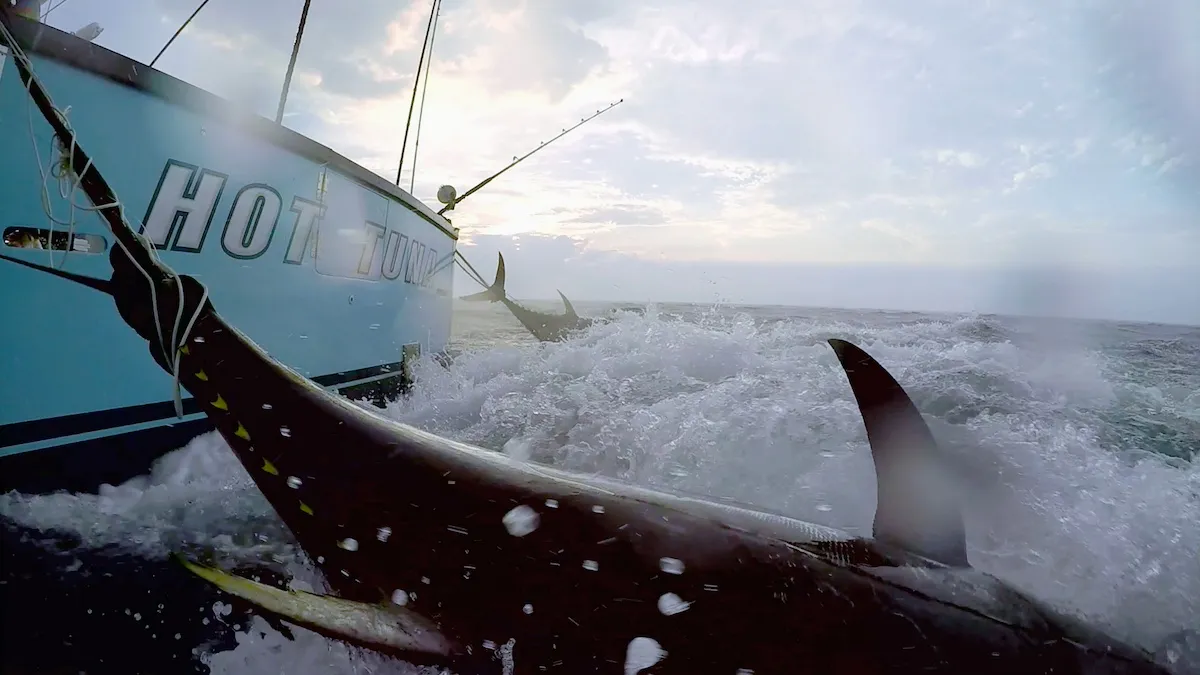 Fishing boat with a tuna